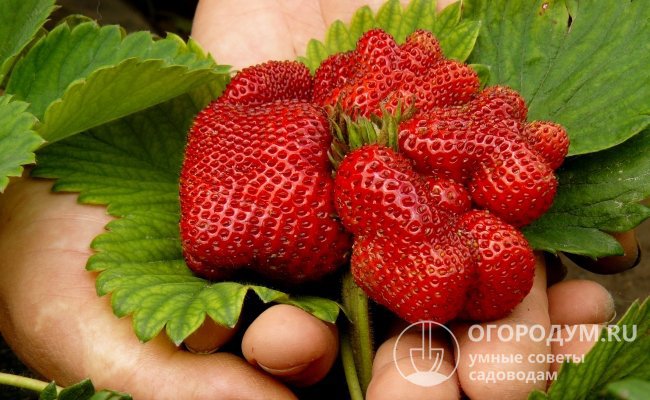 Клубника «Гигантелла» (на фото) оправдывает свое название крупными размерами ягод