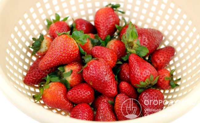 Спелые ягоды обладают исключительно однородным, привлекательным товарным видом и приятным, не очень интенсивным ароматом