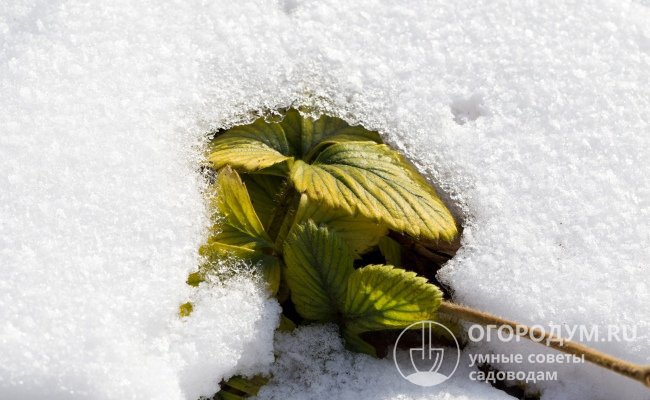 Растения уходят под снег с уже сформировавшимися цветоносами, имеющими бутоны