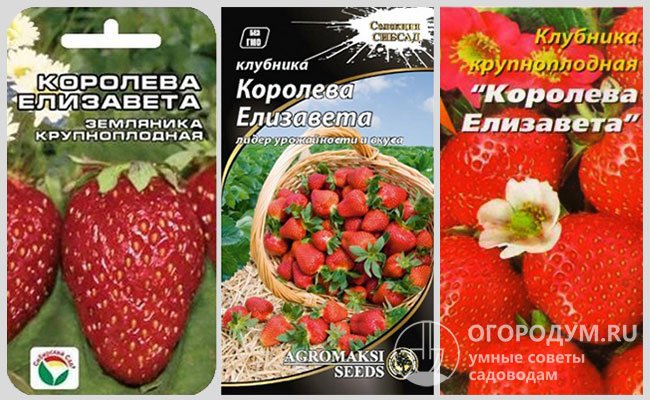 На упаковках различных производителей семян изображены ягоды совершенно непохожие друг на друга по цвету и форме