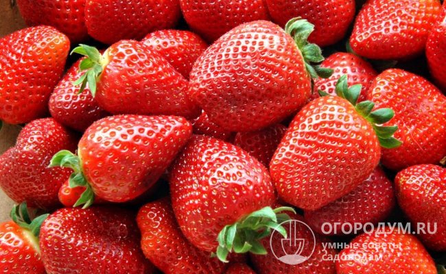 Спелые ягоды клубники Корона (на фото) очень привлекательны внешне, обладают великолепным вкусом и ярким земляничным ароматом