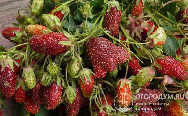«Купчиха» отличается самыми крупными размерами ягод среди всех имеющихся на рынке сортов земклуники