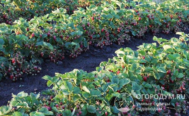 Мощные кусты «Купчихи» интенсивно плодоносят, на каждом могут одновременно наливаться и созревать до 200 ягод