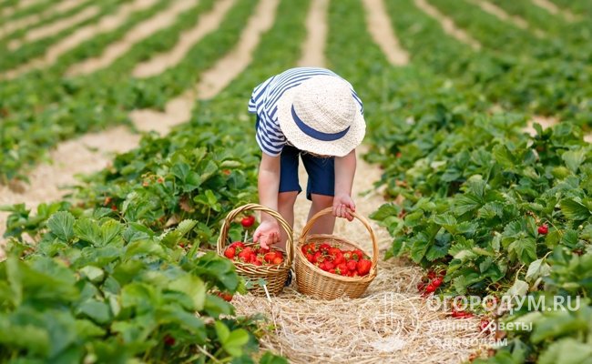 Непрерывное созревание ягод продолжается порядка 3-4 недель и требует регулярных сборов урожая каждые 2-3 дня