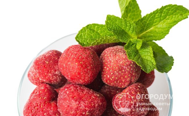 Клубника «Зенга» пользуется неизменно высоким спросом у запасливых хозяек и производителей, занимающихся промышленной переработкой ягод