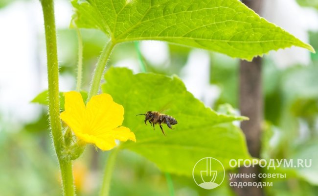 Все исходные сорта предусматривают участие насекомых в процессе опыления (пчелоопыляемые)