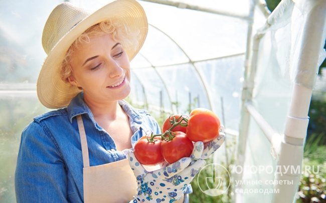 Многие огородники предпочитают культивировать томаты в защищенном грунте – это в значительной мере облегчает уход за посадками