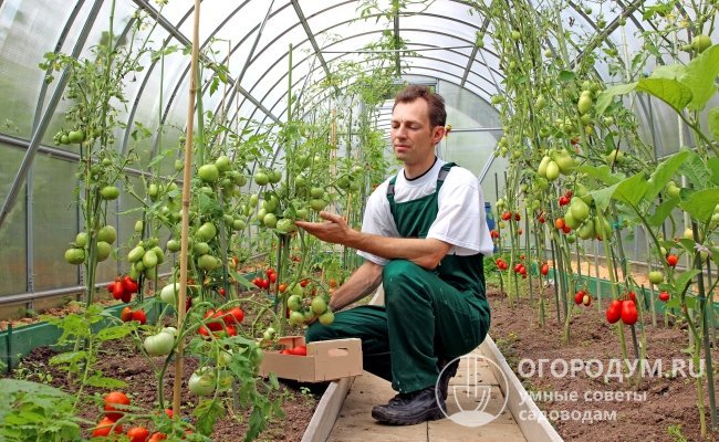 Для теплиц чаще выбирают крупноплодные сорта томатов