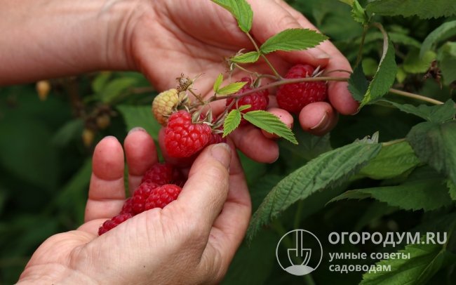 Вкусовые качества ягод во многом зависят от условий выращивания и уровня применяемой агротехники