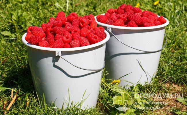 Сорт позиционируют как высокоурожайный – до 5 кг ягод с куста