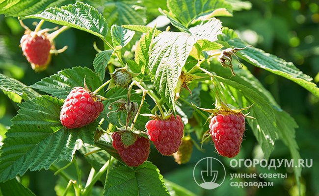 Для получения обильных урожаев красивых и вкусных ягод данного сорта садоводам необходимо прилагать серьезные усилия, постоянно ухаживая за растениями
