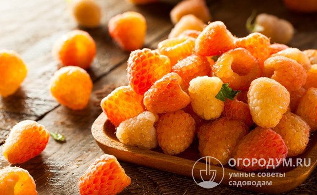 Главными достоинствами малины Оранжевое чудо (на фото) считают высокую урожайность, необычную «солнечную» окраску и отличные вкусовые качества ягод