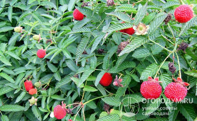 «Тибетская» малина (на фото) принадлежит к числу разновидностей дикорастущих растений из семейства розовых (розоцветных)