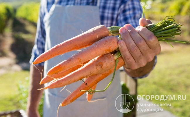 Морковь «Канада F1» отличается высокой продуктивностью и товарностью внешнего вида корнеплодов даже при неблагоприятных погодно-климатических условиях и на тяжелых почвах