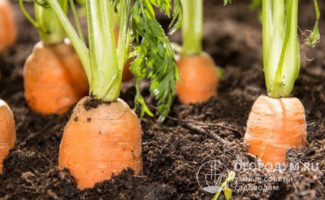 Небольшие округлые головки созревшей моркови «Канада F1» слегка выступают над поверхностью почвы