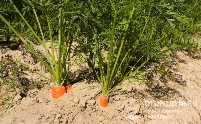 Чем плотнее будет посадка моркови, тем интенсивнее корнеплоды будут расти в длину и меньше в толщину