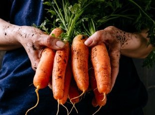 Морковь «Самсон»: описание сорта, фото и отзывы