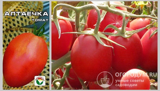 Упаковка семян томата «Алтаечка» и фотография спелых помидоров