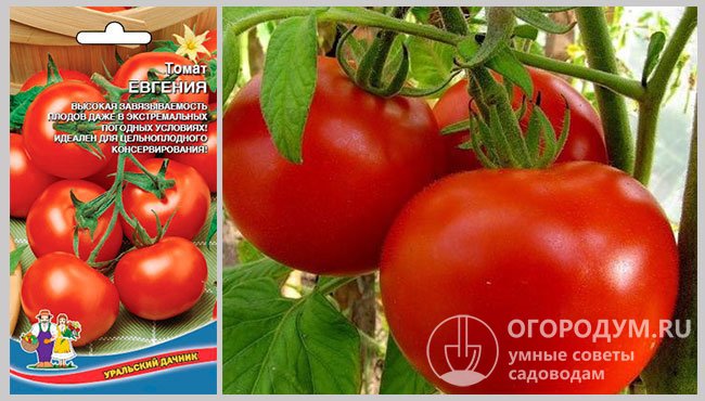 Упаковка семян и фотография спелых помидоров сорта «Евгения»