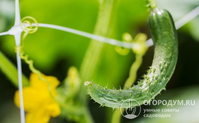 Если длинноплодные партенокарпические гибриды огурцов опыляются насекомыми, возможно искривление зеленцов