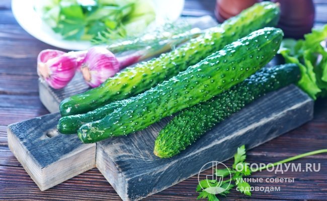 Зеленцы имеют салатное назначение, но некоторые используют их для засолки и консервации 