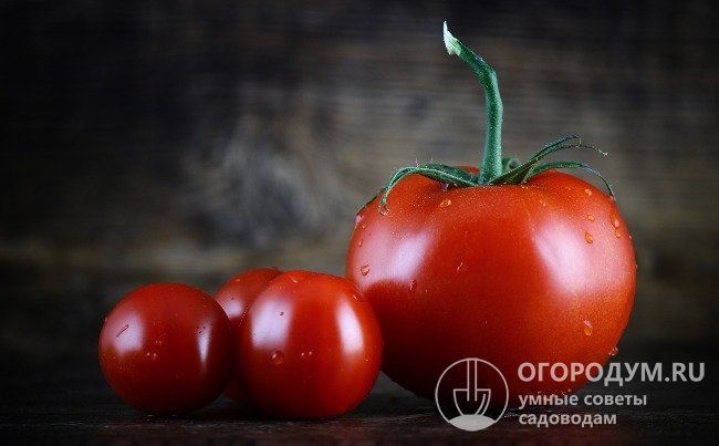 Каждый огородник мечтает получить награду – солидный урожай вкусных и красивых томатов
