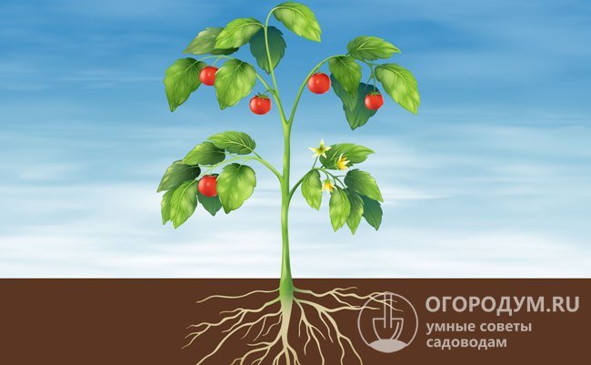 По типу роста куста томаты делятся на детерминантные и индетерминантные