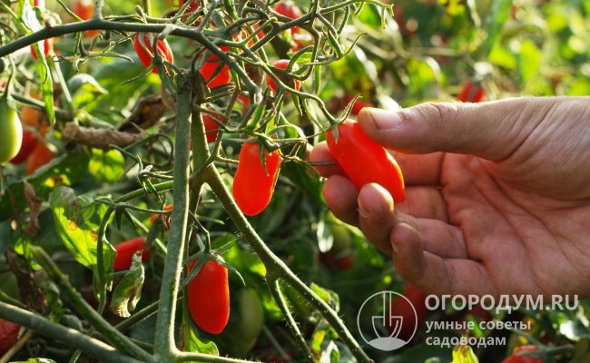 Среди российских огородников очень популярны низкорослые разновидности и раннеспелые помидоры кистевого типа, в том числе мелкоплодные (сортотипа «черри»)