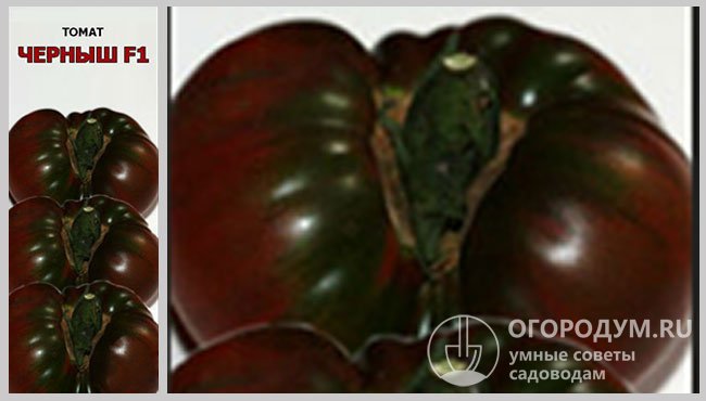 Гибрид томатов «Черныш F1» – упаковка с семенами и фотография спелого плода