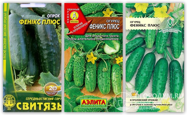 Упаковки семян огурцов сорта «Феникс Плюс» различных производителей