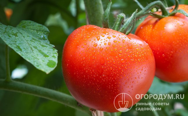 Описание сорта томатов Красным красно F1