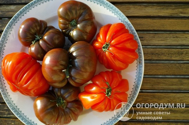 Шкурки спелых плодов черных томатов обычно имеют фиолетовый, фиолетово-коричневый, коричневый или фиолетово-черный цвет