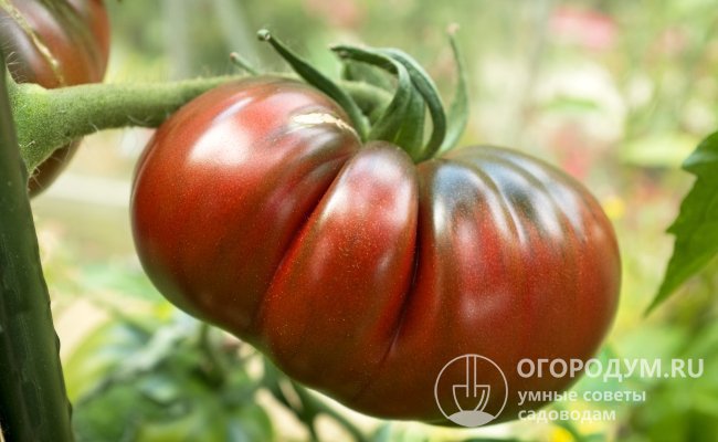 Общее свойство у современных черноплодных помидоров есть: все они имеют индетерминантный тип роста куста