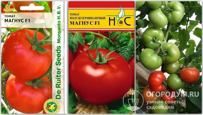 Упаковки семян томатов гибрида «Магнус F1» разных производителей и фотография помидоров этого сорта