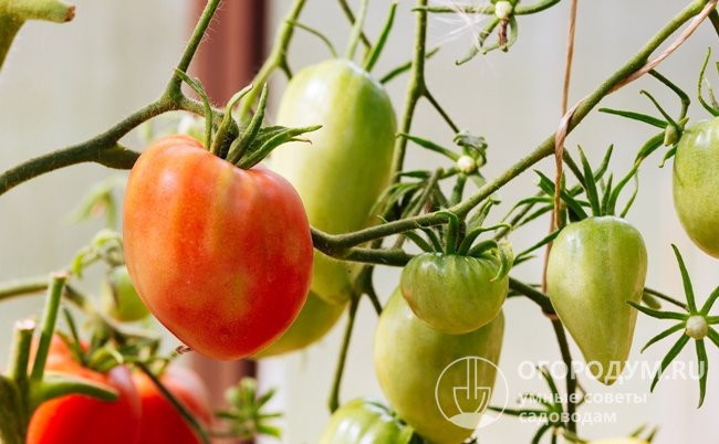 Классические сердцевидные помидоры созревают только в нижней части куста