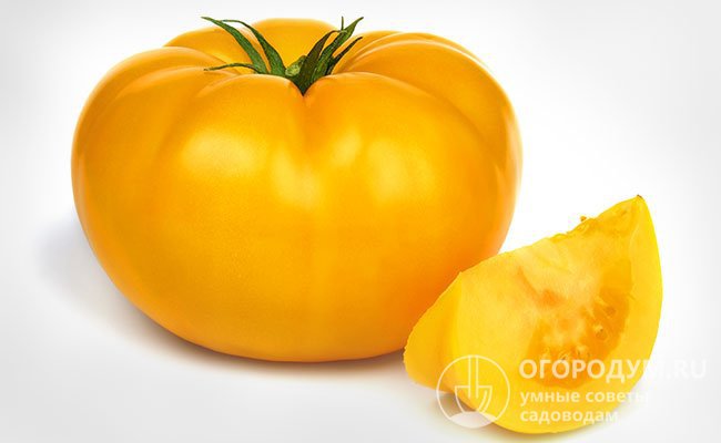 «Гигант лимонный» – классические салатные помидоры: крупные, плоскоокруглые или округлые, с заметной ребристостью