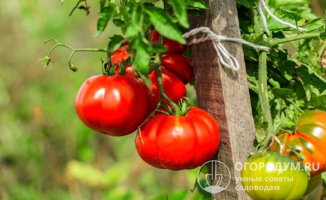 На каждой кисти формируется по 4-5 помидоров весом в среднем 500-600 г