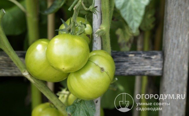 Кусты томатов заранее подвязывают к опорам, чтобы стволы не сломались при созревании крупных плодов