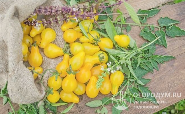 На фото томаты Медовая капля каплевидной (грушевидной) формы ярко-желтого цвета