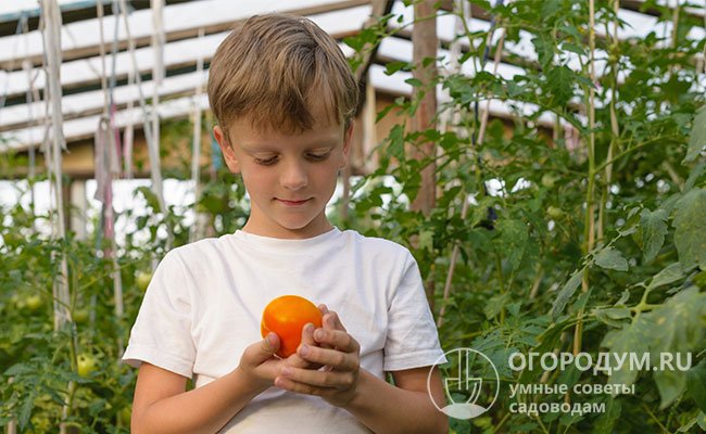 В условиях защищенного грунта кусты томатов данного сорта способны вырастать до 150-170 см в высоту