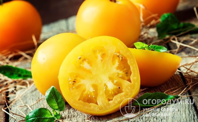 Желтые помидоры содержат большое количество каротина, природных сахаров и биологически активных веществ