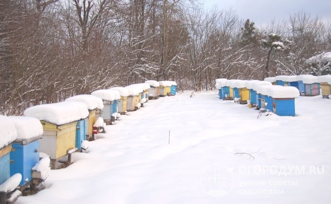 Зимняя пора, на первый взгляд, дает возможность пчеловоду перевести дух, пока пчелки сидят по уликам и ждут весну, но расслабляться не следует – нужно держать все под контролем