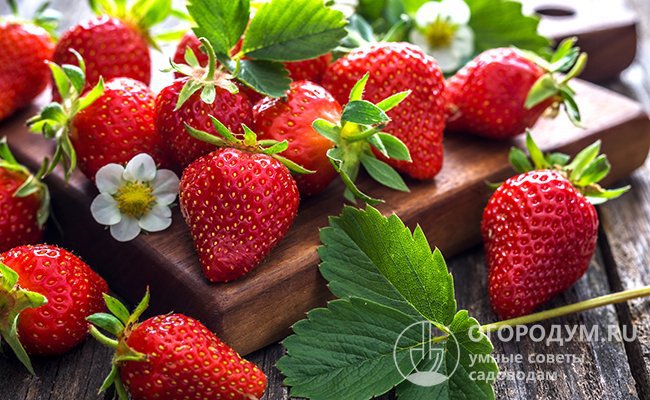 Спелые ягоды имеют универсальное кулинарное назначение, хорошо переносят транспортировку на дальние расстояния и продолжительное хранение