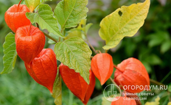 Красно-оранжевые «фонарики» со «спрятанными» внутри созревшими плодами очень эффектно смотрятся в осеннем саду
