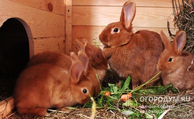 Здоровые кролики отличаются хорошим аппетитом