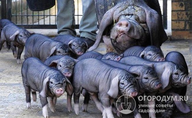 Мейшаны выделяются своей скороспелостью и многоплодием: свиноматки, начиная с 3-месячного возраста, могут приносить по 15-16 поросят