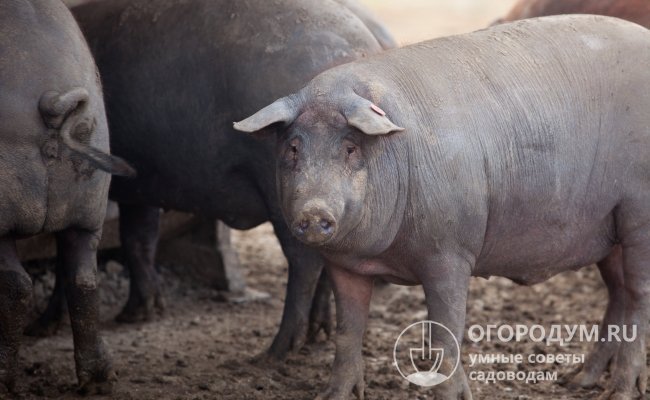 На фото – свиньи породы «Черная иберийская»