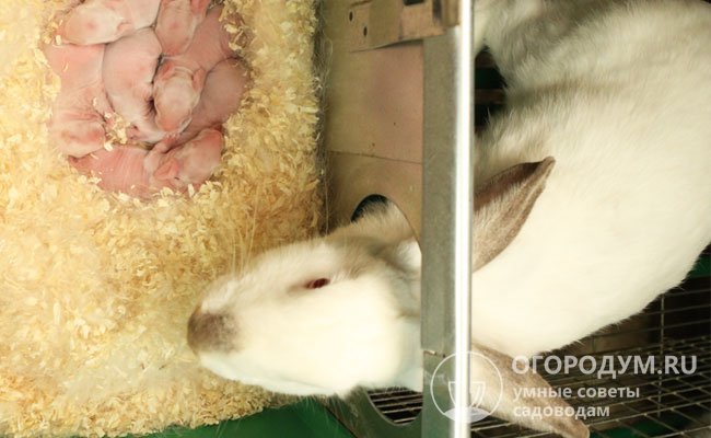 В жилище для крольчихи с потомством размещают маточник, закрытый сплошными стенками
