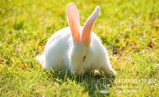Кролик «Белый великан» (на фото) – яркий представитель крупных мясошкурковых разновидностей