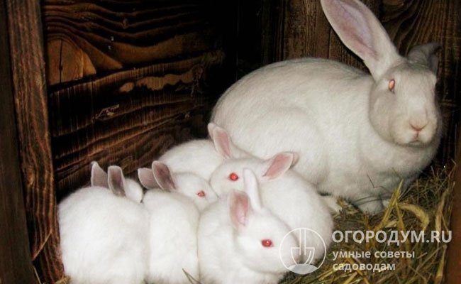 Внушительные размеры и достаточное количество молока у крольчихи позволяют ей успешно выносить и выкормить свое потомство